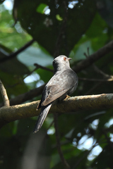 Cacomantis passerinus