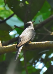 Cacomantis passerinus