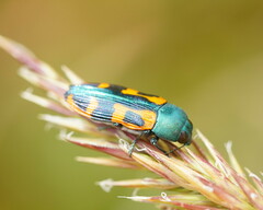 Castiarina scalaris