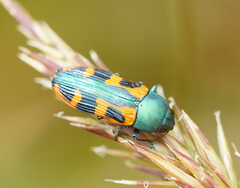 Castiarina scalaris