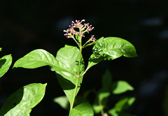 Chassalia curviflora