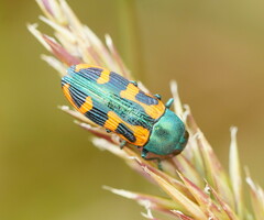 Castiarina scalaris