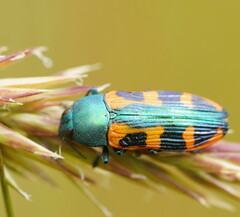 Castiarina scalaris