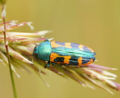 Castiarina scalaris