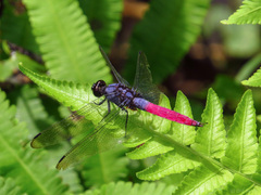 Orthetrum schneideri