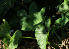 Xanthosoma robustum