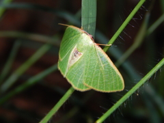 Celidomphax quadrimacula