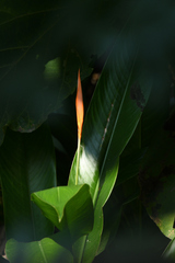 Heliconia psittacorum