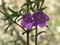 Prostanthera scutellarioides