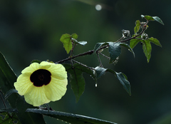 Hibiscus surattensis