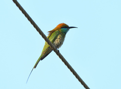 Merops orientalis