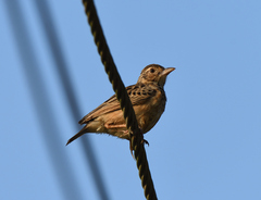 Mirafra affinis