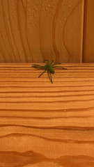 Micrommata