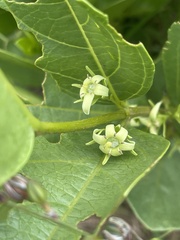 Vangueria venosa