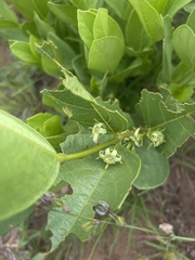 Vangueria venosa