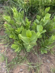 Vangueria venosa