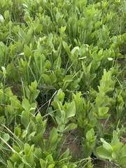 Vangueria venosa
