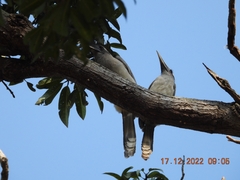 Ocyceros birostris