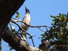 Ocyceros birostris