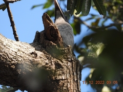 Ocyceros birostris
