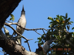 Ocyceros birostris