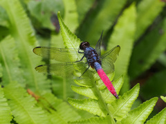 Orthetrum schneideri