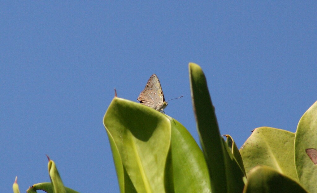 Hypochrysops epicurus