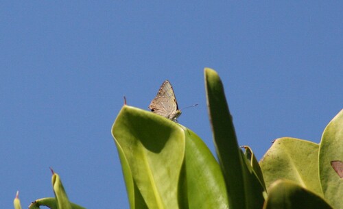 Hypochrysops epicurus