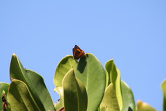 Hypochrysops apelles