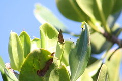 Hypochrysops apelles