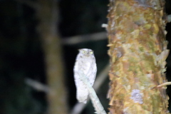 Otus scops