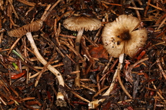 Inocybe fuscicothurnata