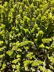 Olearia nummulariifolia