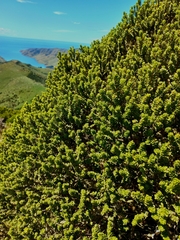 Olearia nummulariifolia