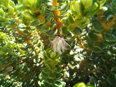 Olearia nummulariifolia