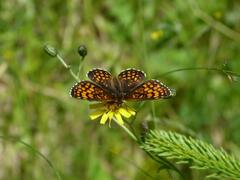 Melitaea