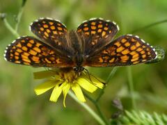 Melitaea
