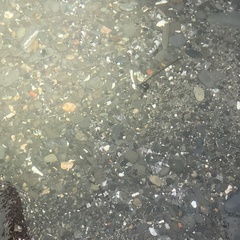 Clinocottus globiceps