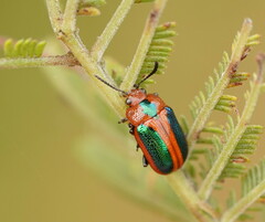 Calomela curtisi
