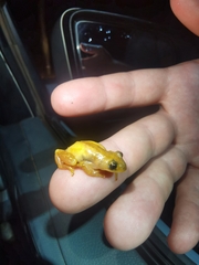 Afrixalus spinifrons spinifrons