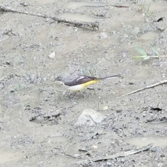 Motacilla cinerea cinerea