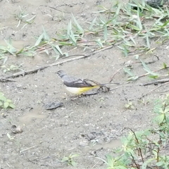 Motacilla cinerea cinerea