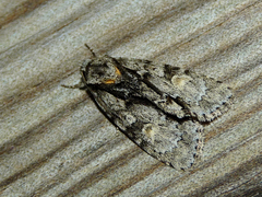 Acronicta strigosa