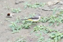 Motacilla cinerea cinerea