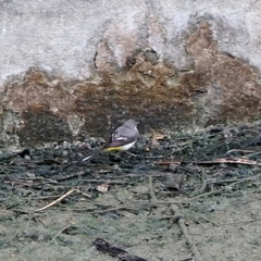 Motacilla cinerea cinerea