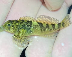 Clinocottus globiceps