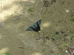 Graphium colonna