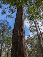 Eucalyptus resinifera