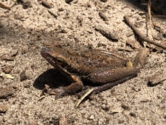 Litoria adelaidensis