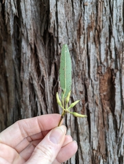 Eucalyptus resinifera
